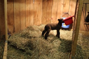 Baby lamb explores