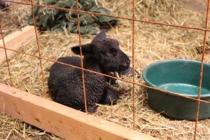Ewe Lamb seated