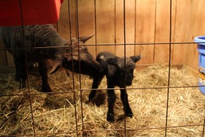 Dolly licking Ram Lamb