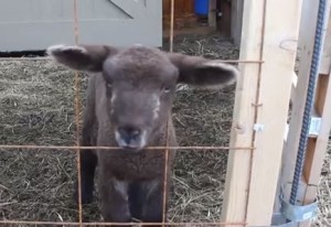 Lamb#1 Video #3