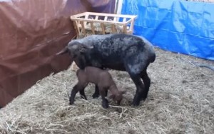 Lamb#1 Video#2