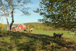 Sheep on Fresh Pasture