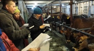 Caroling to the Cows