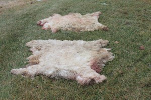 Sheepskins