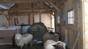Ewes Eating Round Bale