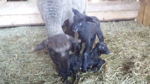 Dolly & twins; 5:50 pm