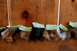 Wool samples, taken after each sheep is sheared, line the barn wall on shearing day at Peggy and Todd Allen's Savage Hart Farm on Saturday, March 25, 2017, in Hartford, Vt.