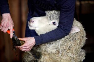 Sheep shearer Gwen Hinman, of Acworth, N.H., trims a sheep's hooves on shearing day at Peggy and Todd Allen's Savage Hart Farm on Saturday, March 25, 2017, in Hartford, Vt.