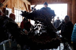 John Crane, of Hartford, Vt., throws a freshly sheared fleece to prepare it for skirting, or cleaning, on Saturday, March 25, 2017, at Savage Hart Farm in Hartford, Vt.