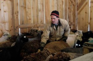 Todd Allen, who runs Savage Hart Farm with his wife Peggy, prepares a sheep for shearing on Saturday, March 25, 2017, in Hartford, Vt.